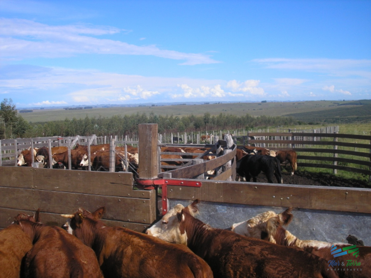 Campo Ref.3687 - 1.600 Has Campo Ganadero criador a buen precio
