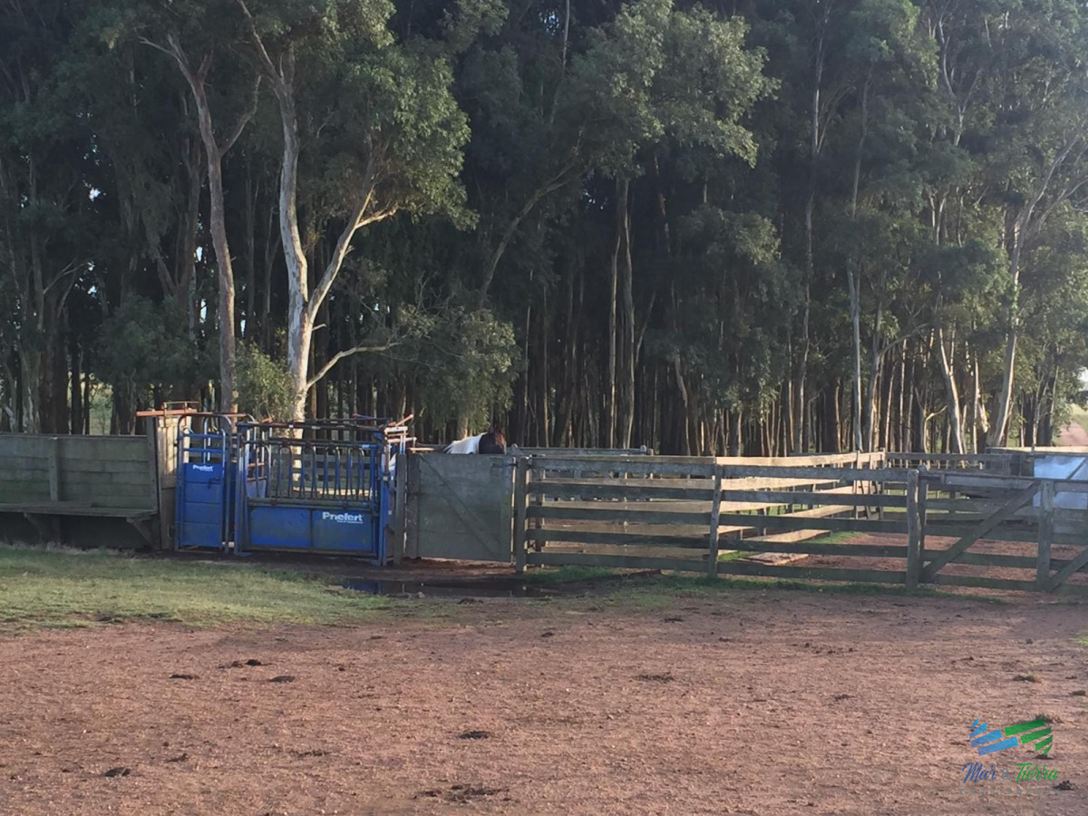 Campo Ref.3697 - 1.137 Has Campaso costa Laguna Negra