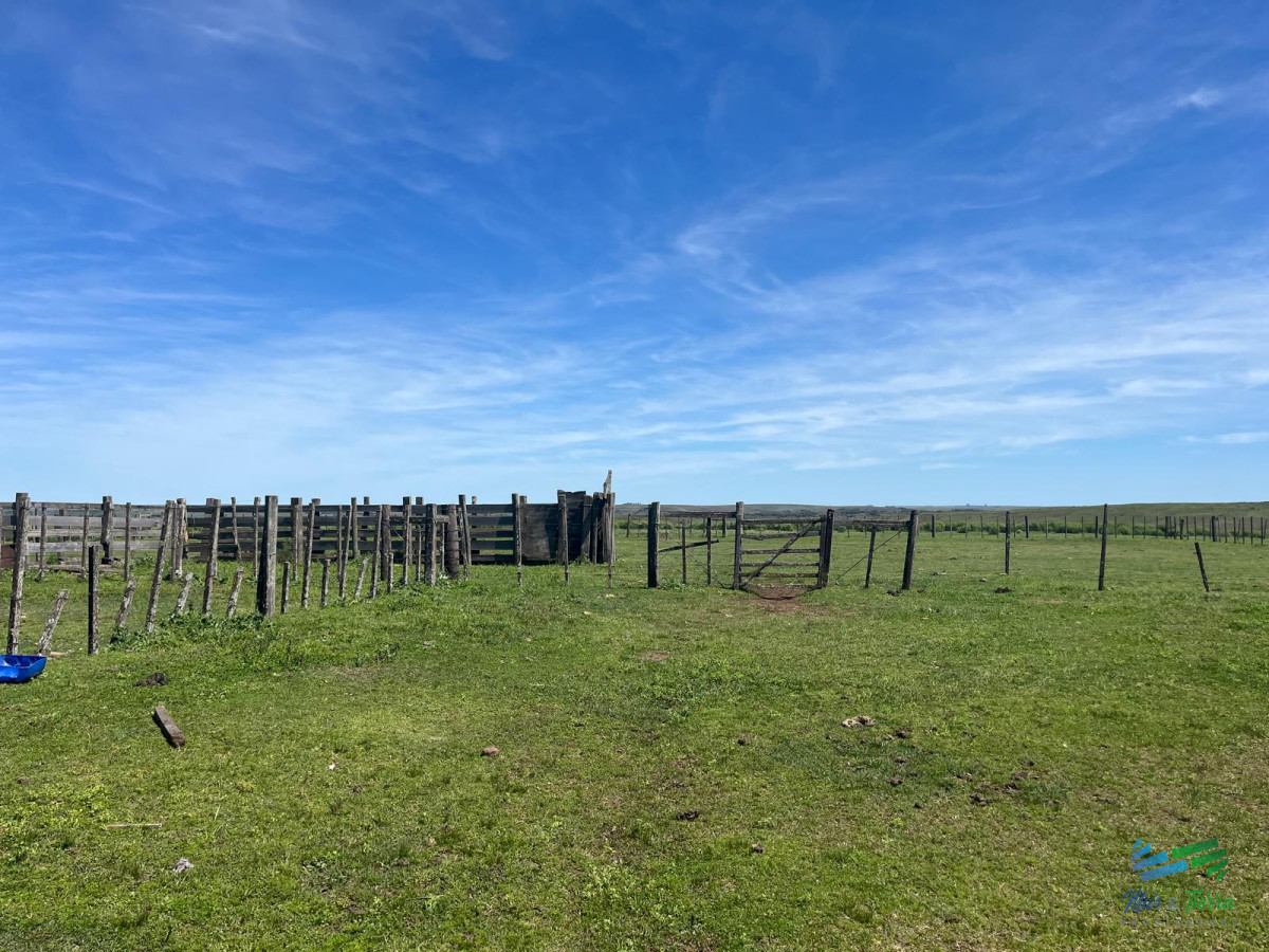 3.000 Has en Tacuarembó Campo Ganadero - GoPunta - Portal Inmobiliario de Punta del Este - Maldonado