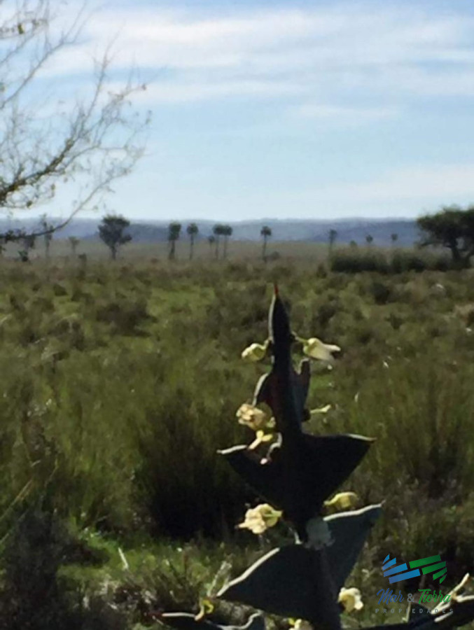 Campo Ref.4234 - 128 Has a 3 Kms de R.9 Lindo campito e invernada !