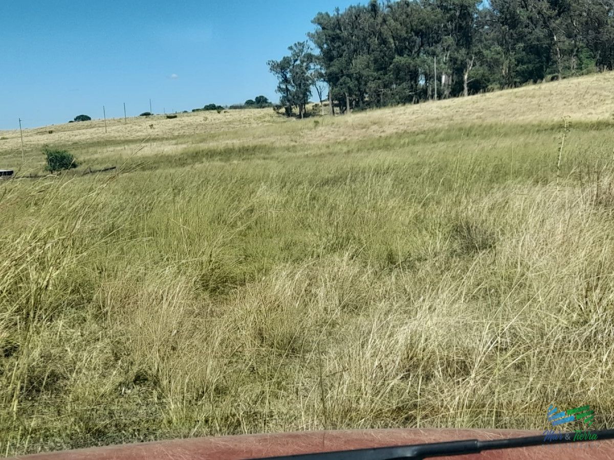 1.500 Has en Artigas Campo Ganadero - GoPunta - Portal Inmobiliario de Punta del Este - Maldonado