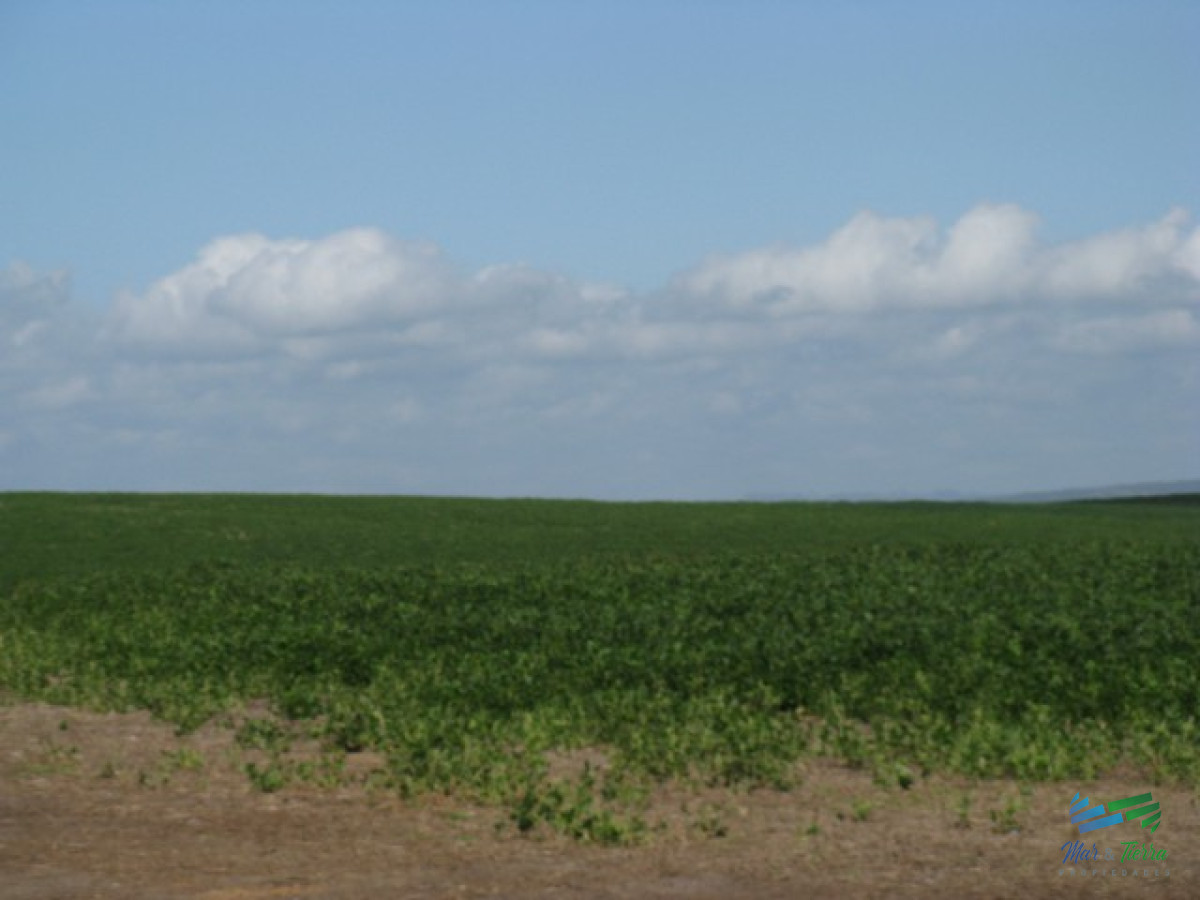 Campo Ref.3697 - 1.137 Has Campaso costa Laguna Negra