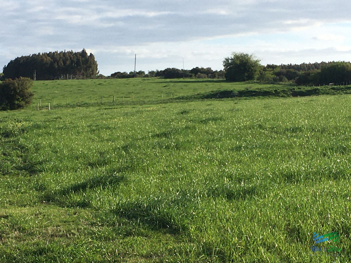 Campo Ref.4907 - 312 Has Campaso Mixto a 1 hora de Mdeo y Punta !