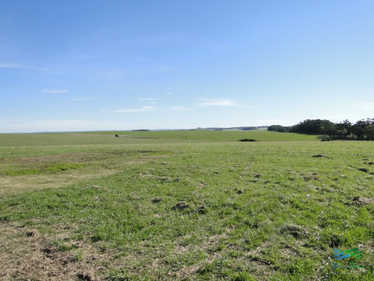 Campo Ref.3697 - 1.137 Has Campaso costa Laguna Negra