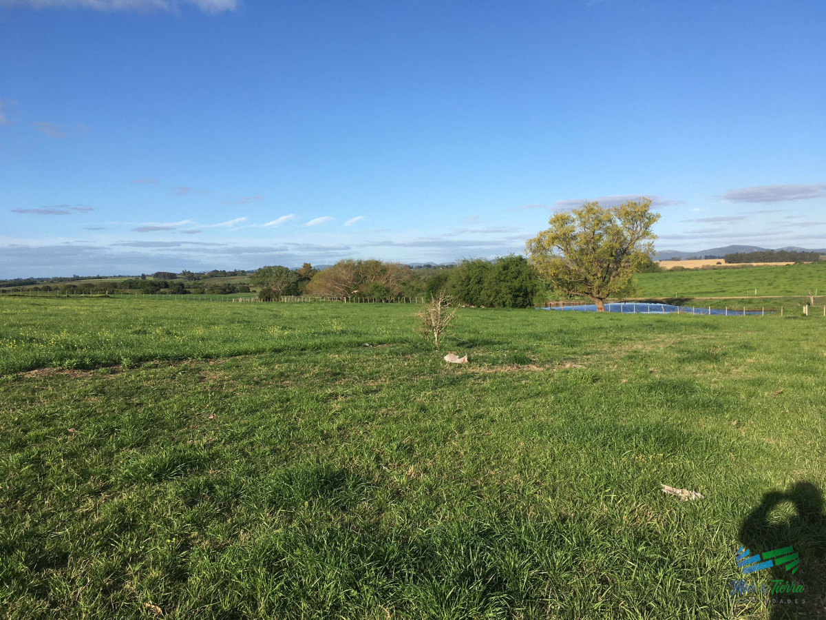 Campo Ref.4907 - 312 Has Campaso Mixto a 1 hora de Mdeo y Punta !