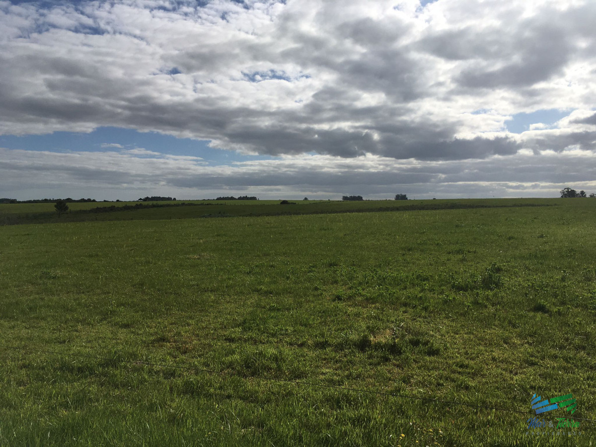 Campo Ref.4907 - 312 Has Campaso Mixto a 1 hora de Mdeo y Punta !
