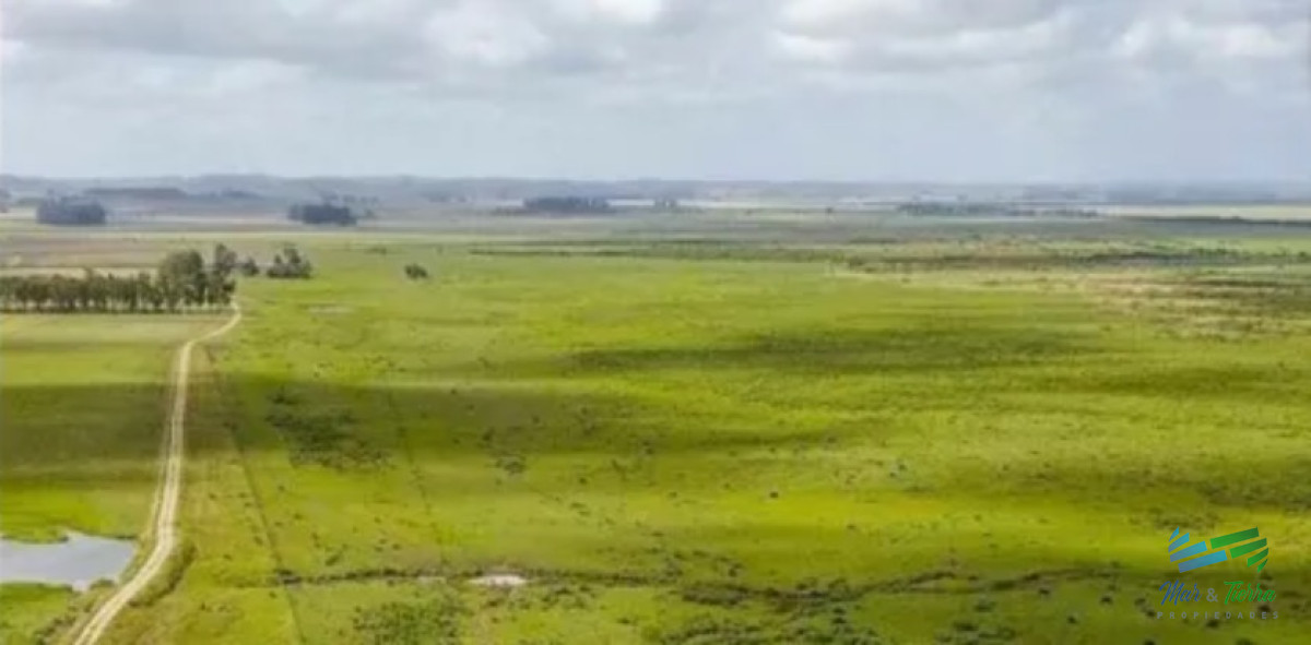 Excelente Estancia Completa Agrícola Ganadera, sobre R.9 y Costa Laguna Castillos - GoPunta - Portal Inmobiliario de Punta del Este - Maldonado