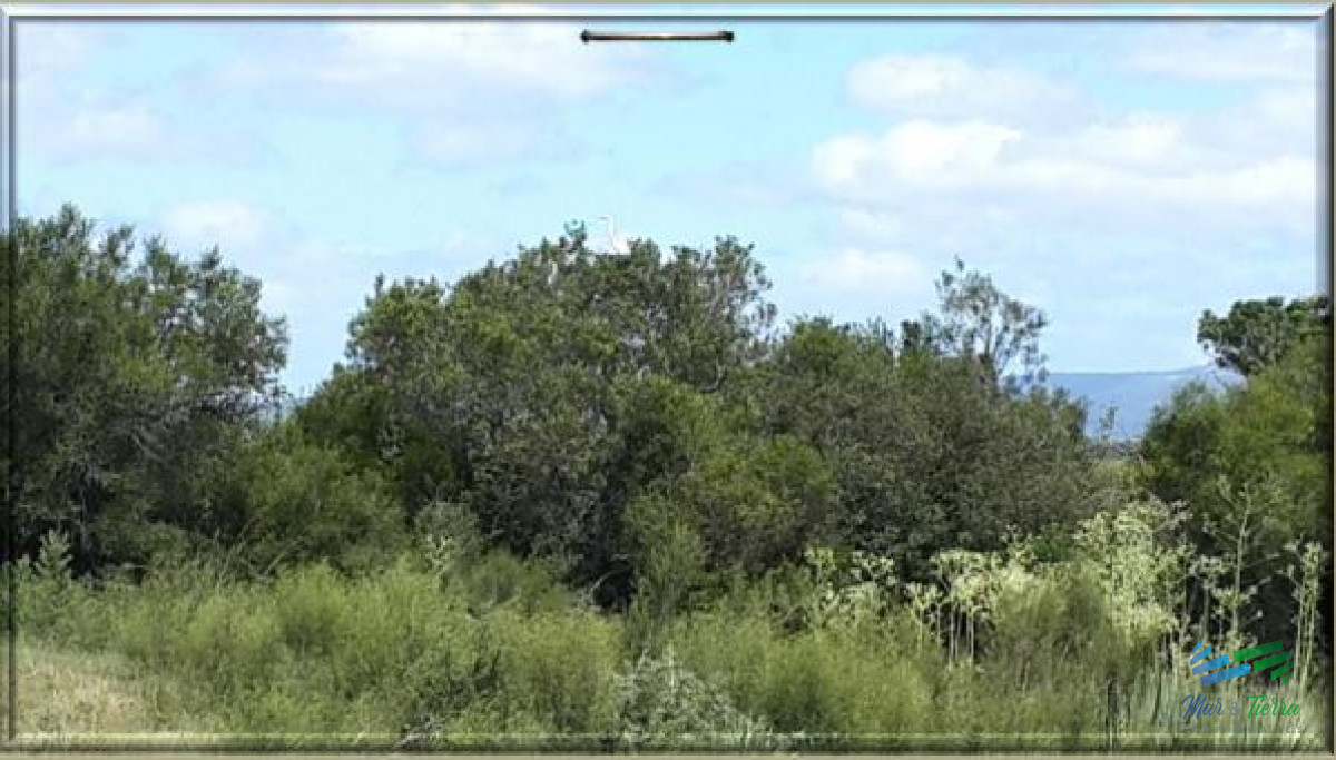 Campo Ref.3984 - 400 Has ganaderas, muy cerca de Punta, arroyo y monte nativo. Excelente ubicación !