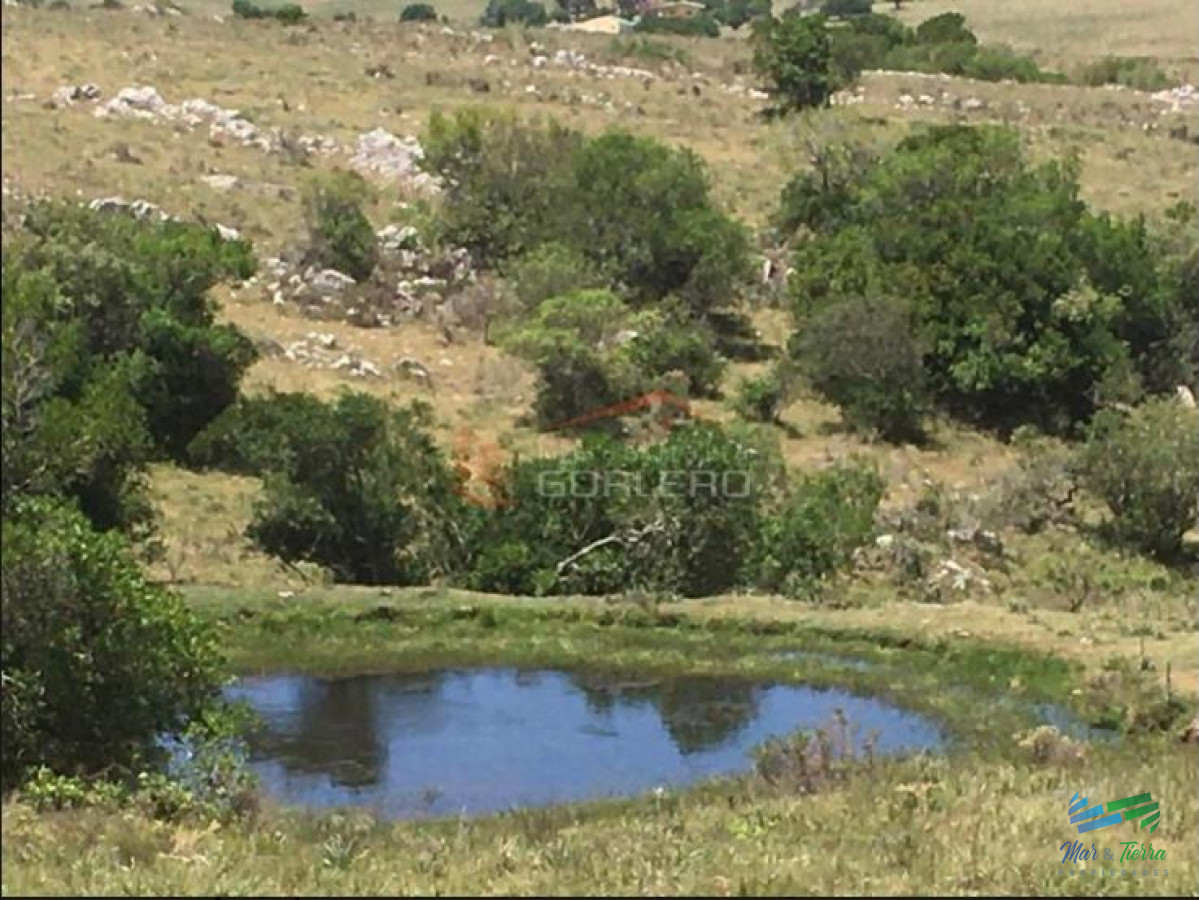 Campo Ref.3677 - 85 Has con casa a 30 minutos de Punta y 1 hora de Mdeo