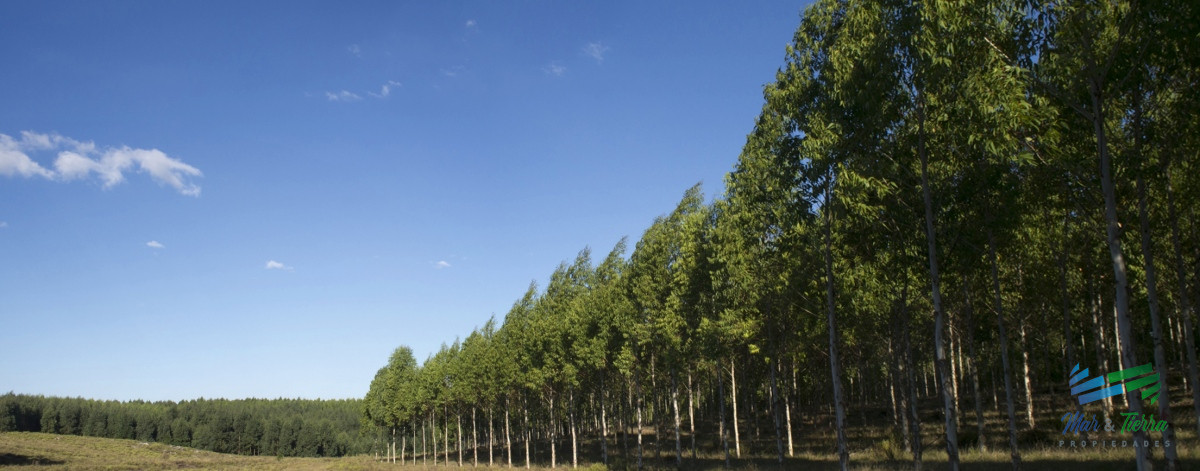 Campo Ref.4402 - 874 Has Mixtas Agrícola-Ganadero-Forestal 