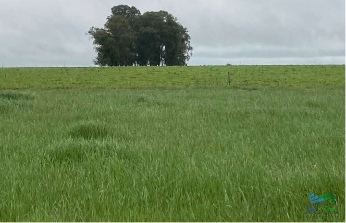 Campo Ref.4232 - Muy buen campo Agrícola-Ganadero 152 Has