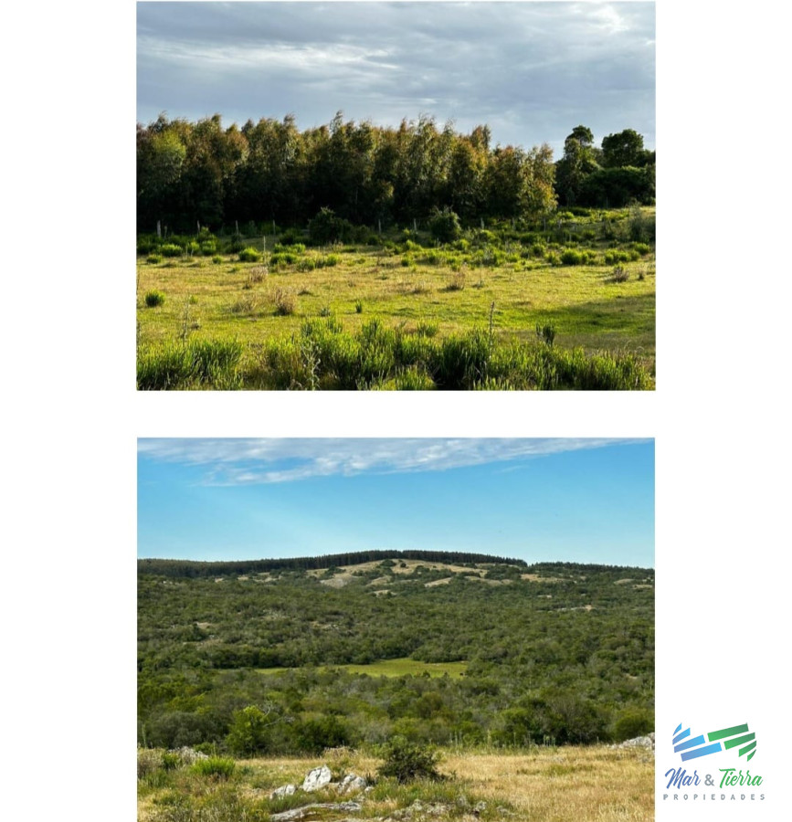 Campo Ref.4912 - 555 Has Campo Mixto Ganadero  Forestal