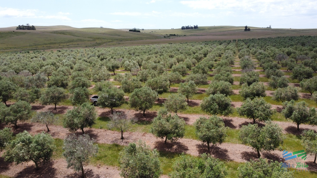 Campo Ref.4490 - 28 Has a 5 Kms de Garzón con 5.000 Olivos