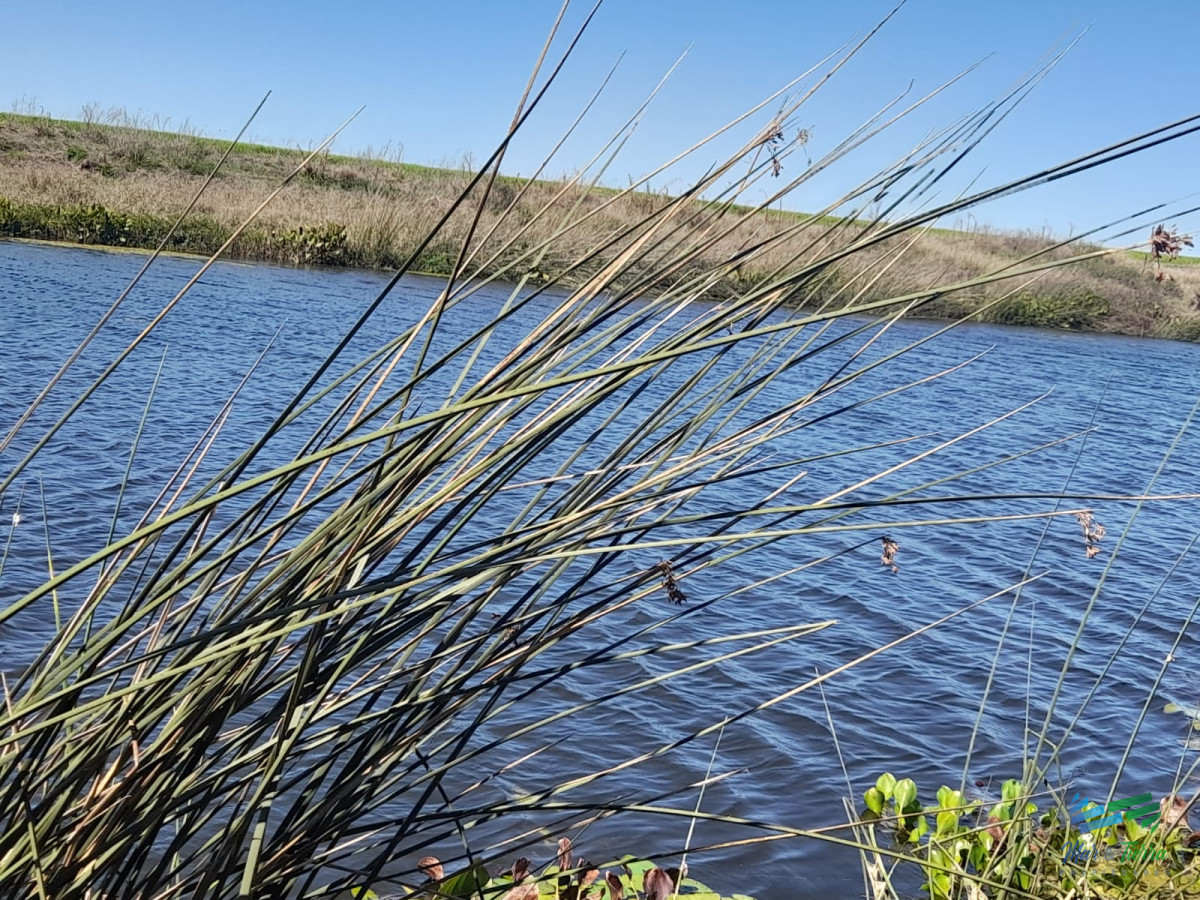 1.500 Has en Artigas Campo Ganadero - GoPunta - Portal Inmobiliario de Punta del Este - Maldonado