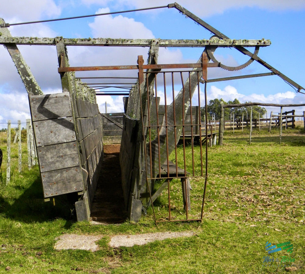 Campo Ref.3688 - Excelente campo turístico Ganado y Olivos, cerca de J. Ignacio