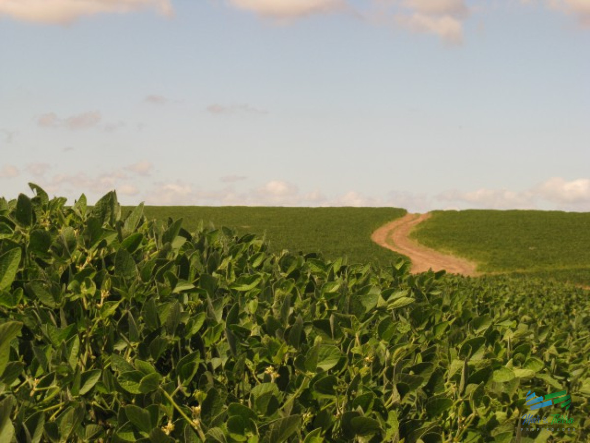 Campo Ref.3697 - 1.137 Has Campaso costa Laguna Negra