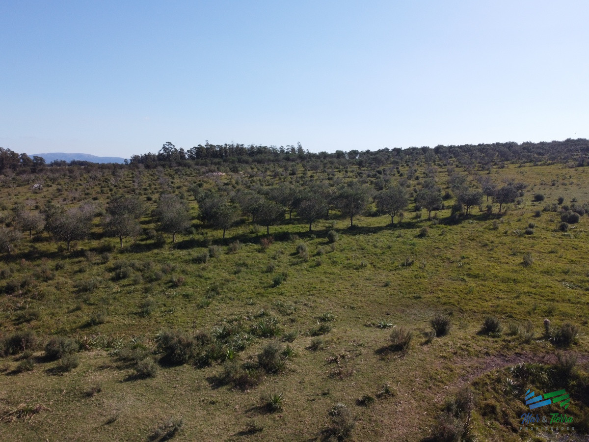 Campo Ref.2088 - Chacra Productiva a media hora de Punta USD 330.000 Oportunidad Olivos !