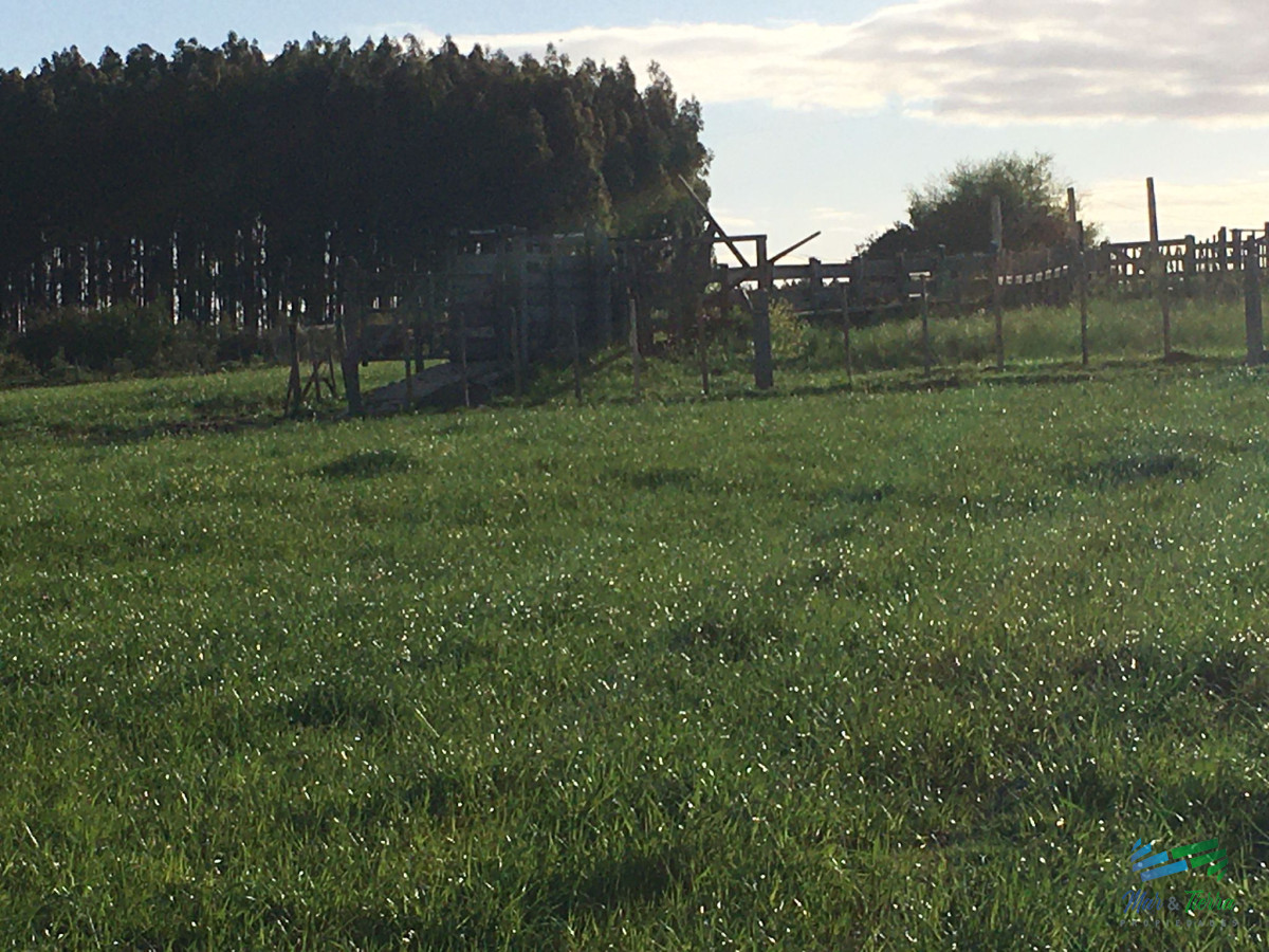 Campo Ref.4907 - 312 Has Campaso Mixto a 1 hora de Mdeo y Punta !