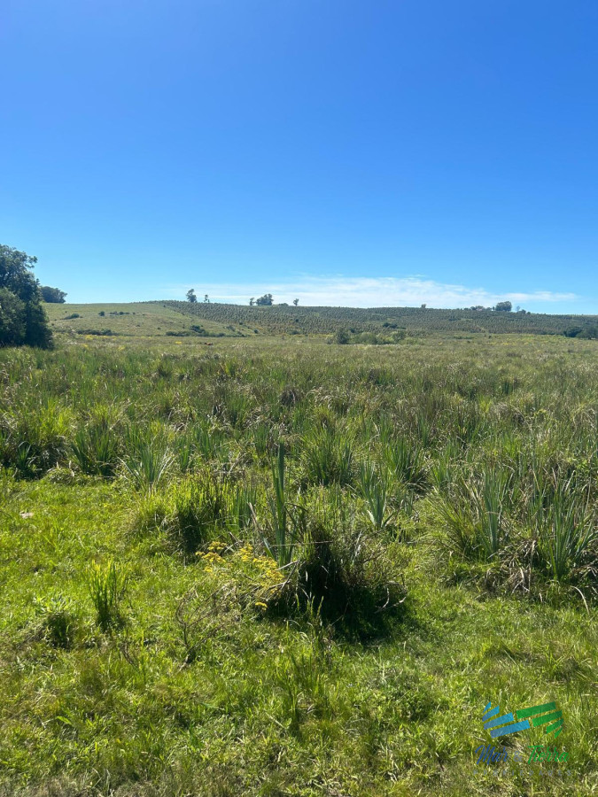 Campo Ref.5081 - 577 Has Campo Ganadero - Forestal