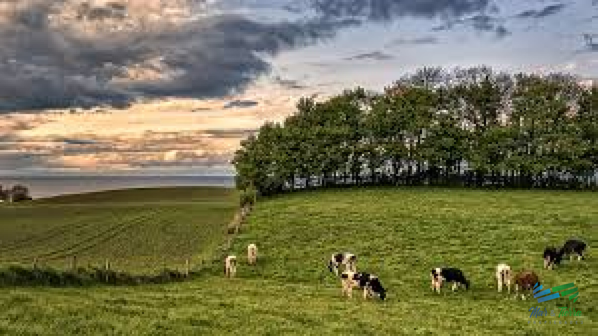 Campo Ref.4478 - Establecimiento completo, campo mixto muy bien ubicado !