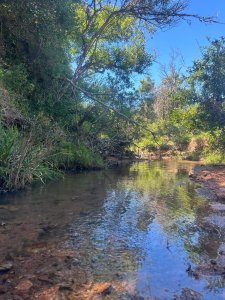 577 Has Campo Ganadero - Forestal