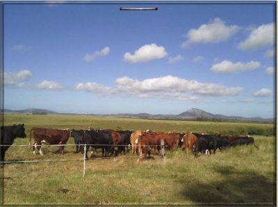 370 Has ganaderas, muy cerca de Punta, arroyo y monte nativo. Excelente ubicación !