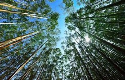 Campos Forestales 