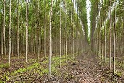 Campos Forestales Varios