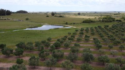 Establecimiento productivo completo, a pocos Kms de Garzón y de R.9, inmejorable ubicación.