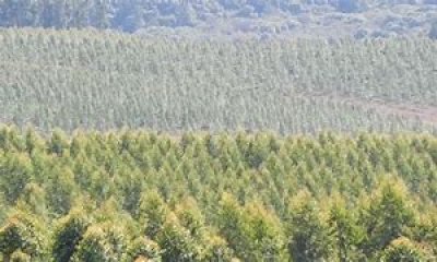 Campos Forestales Varios