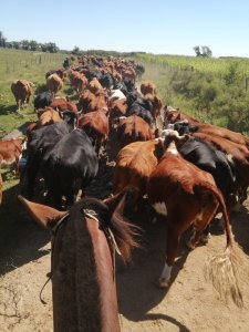 950 Has Campo Mixto Ganadero - Forestal en Durazno
