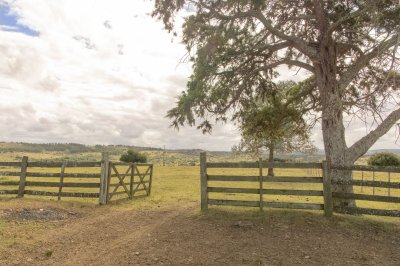 Estancia de 882 Has, campo mixto Ganadero - Forestal muy bien ubicado