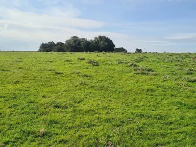 Campo Agrícola - Ganadero, 422 Has sobre Ruta 15