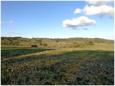 Pintoresco campo Ganadero muy bien ubicado.