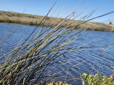 1.500 Has en Artigas Campo Ganadero