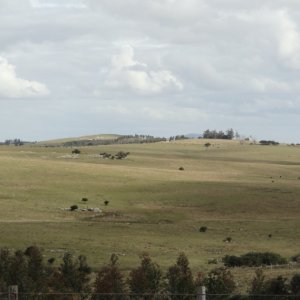 Excelente campo ganadero, apto para Olivos-Vid-Eucaliptus o recreo, sobre ruta 12.