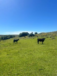 Campo en venta de 115 Has a 10 Kms de Garzón.