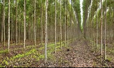 Campos Forestales Varios