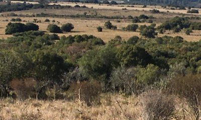 80 Has al Norte de Garzon, buen acceso, vistas, monte y luz en la portera