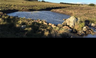 Lindo campito de 37 has a metros de Ruta 12 y 15 minutos de Pueblo Edén.