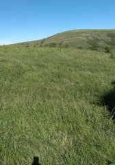 Linda fracción de campo ganadero con aptitud forestal