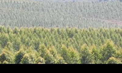 Campos Forestales Varios