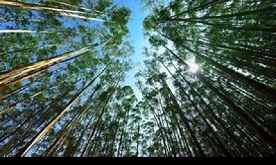 Campos Forestales Varios