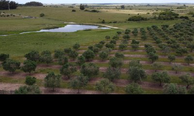 28 Has a 5 Kms de Garzón con 5.000 Olivos