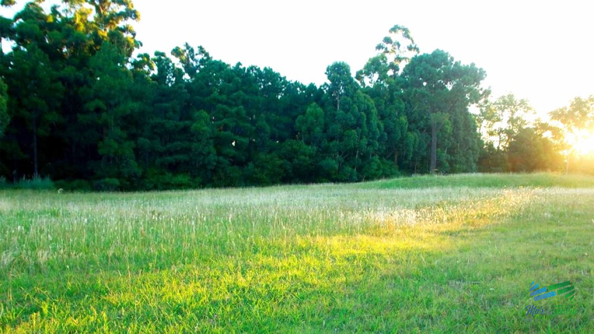 Terreno ID.3996 - Venta de terreno de 2000 m2 zona Punta Ballena, Punta del Este