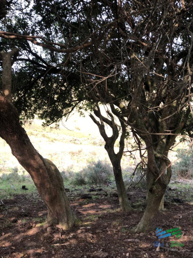 Campo Ref.5061 - Campo de 20 hectáreas en venta zona de Garzon