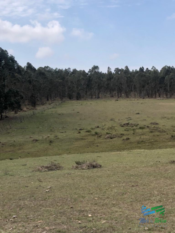 Campo Ref.5061 - Campo de 20 hectáreas en venta zona de Garzon