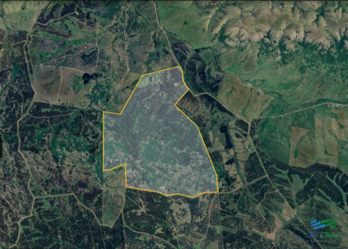 Se vende campo forestado en Lavalleja - GoPunta - Portal Inmobiliario de Punta del Este - Maldonado