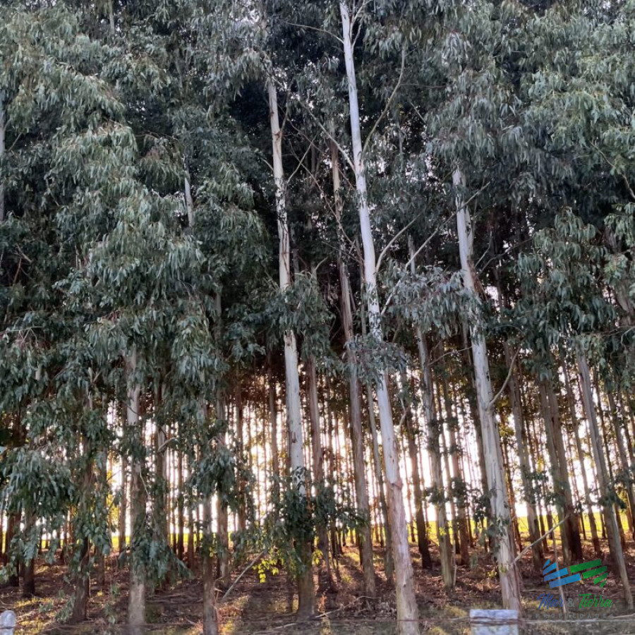 Campo Ref.4917 - Se vende campo forestado en Lavalleja 