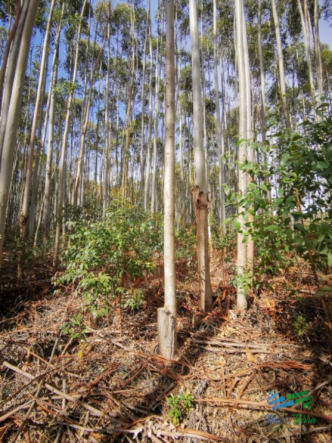 Se vende campo forestado en Lavalleja - GoPunta - Portal Inmobiliario de Punta del Este - Maldonado